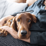 Calmer Canine® Device: The Science-Backed, Non-Drug Treatment for Dog Anxiety 