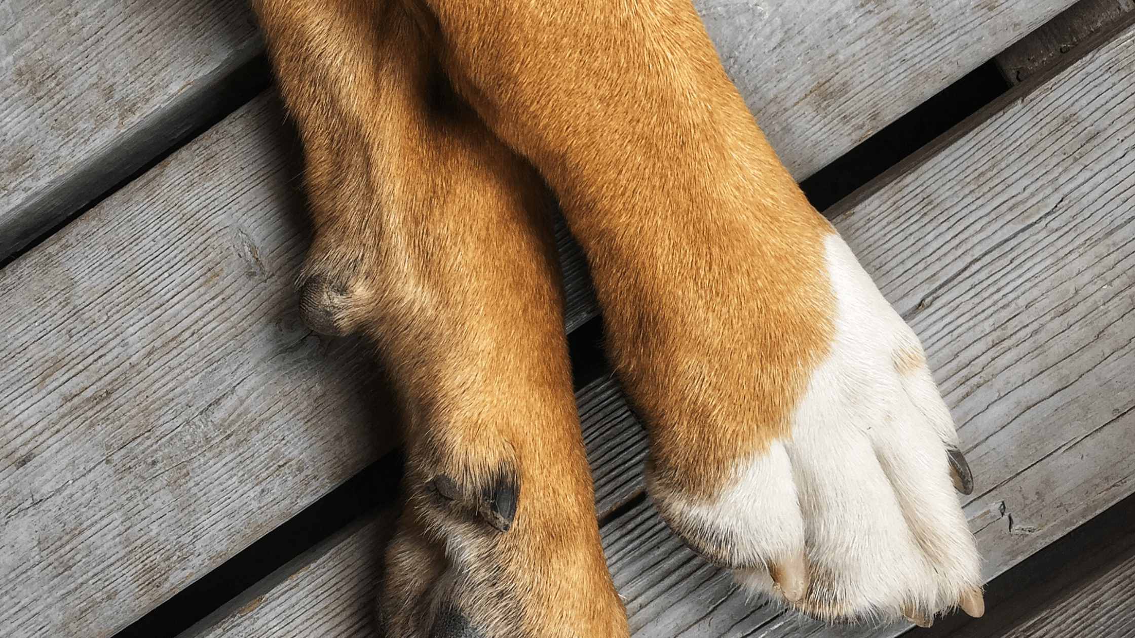 Blog Banner for Website Content (28)