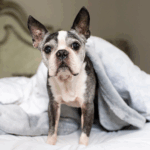 Back-to-School Season: Managing Your Dog’s Separation Anxiety