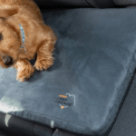 Why Targeted PEMF Therapy is the Superior Choice for Your Pet’s Healing Journey