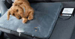 dog on Assisi Loop Lounge in car