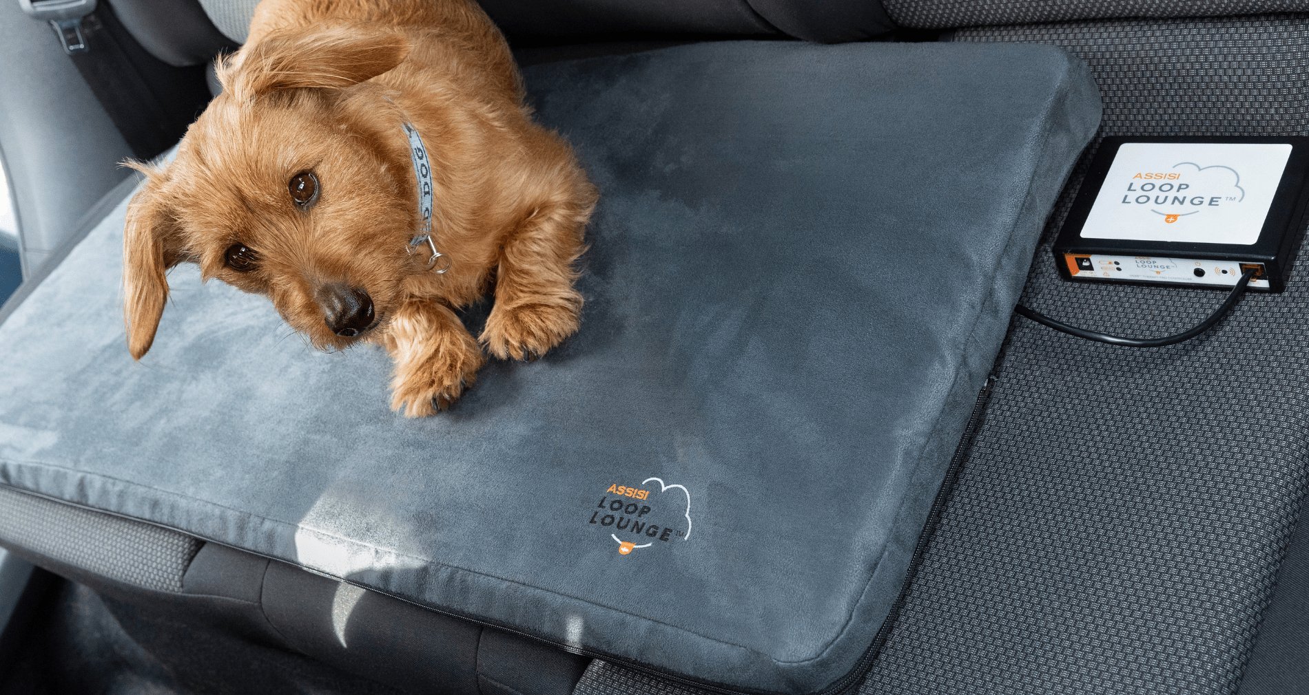 dog on Assisi Loop Lounge in car