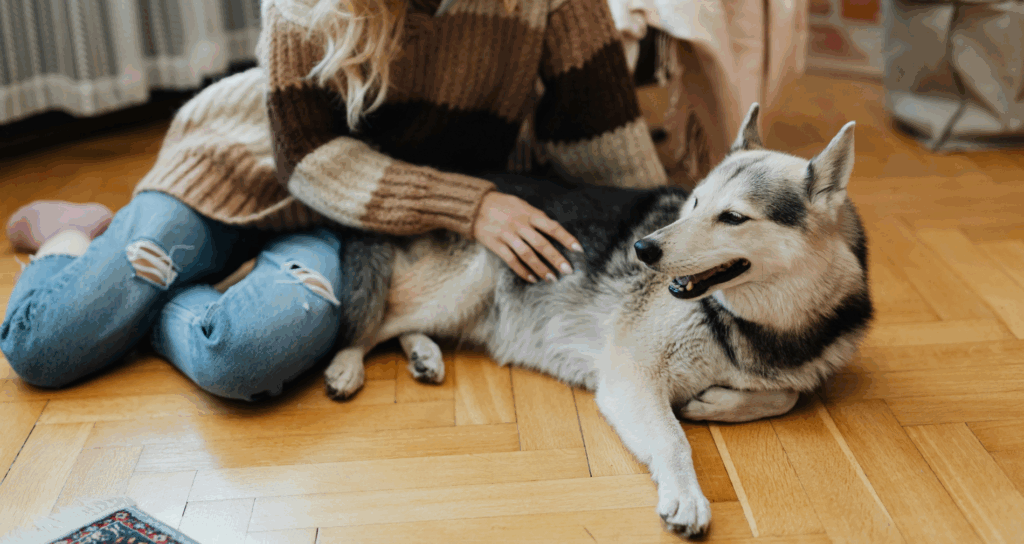 woman petting husky dog on floor