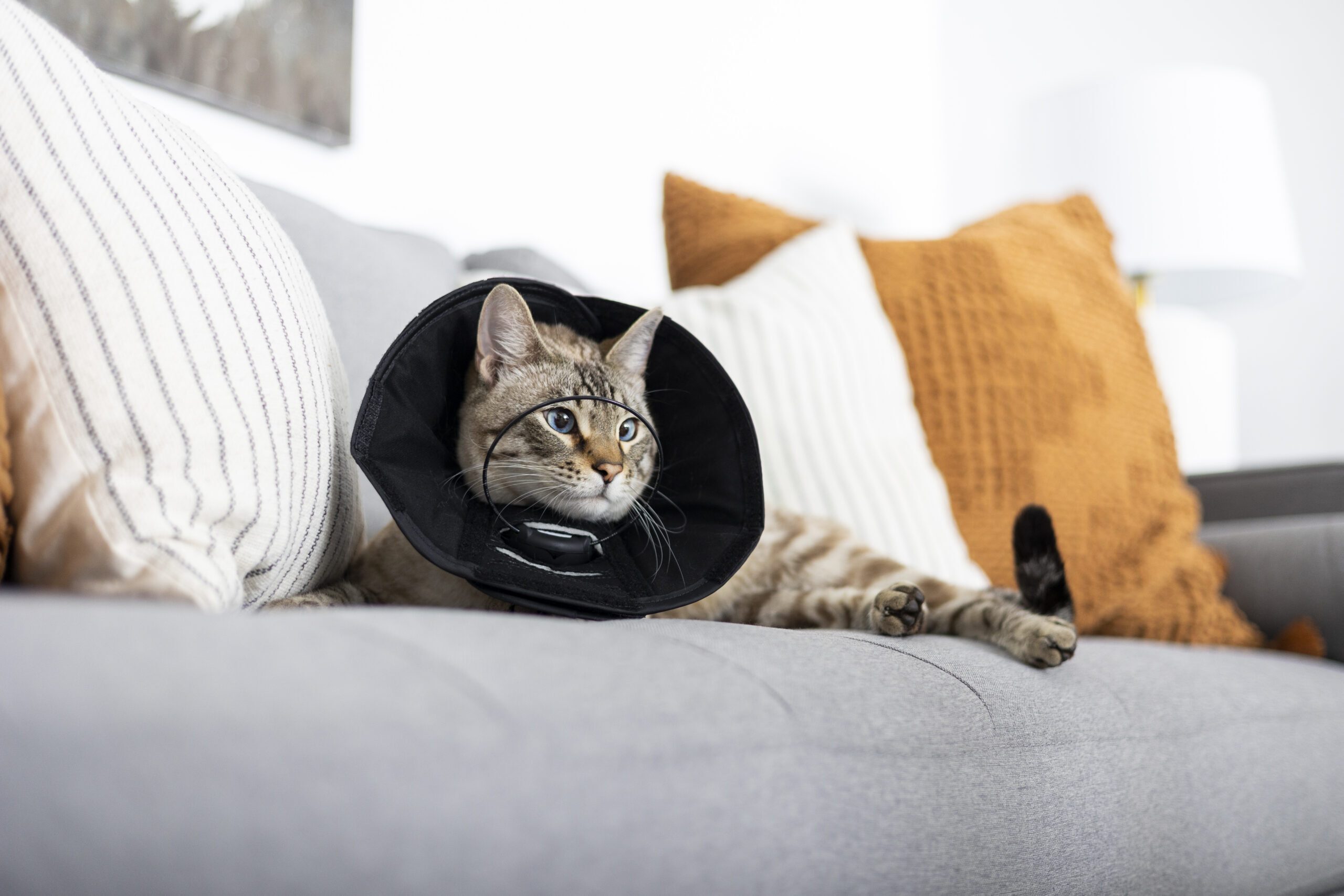 DentaLoop cat sitting