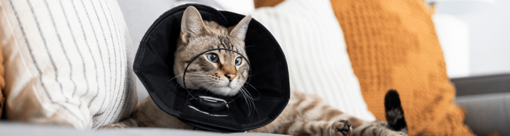 abby cat with blue eyes wearing a soft black recovery e-collar, resting on a couch between decorative pillows