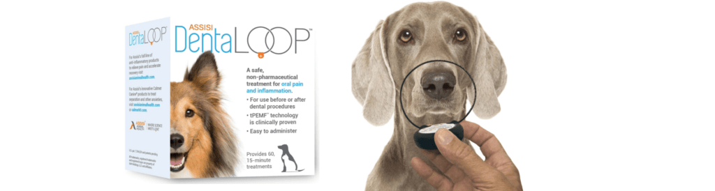 Assisi DentaLOOP product box describing tPEMF therapy for oral pain and inflammation, alongside a Weimaraner dog with the DentaLOOP device held near its muzzle