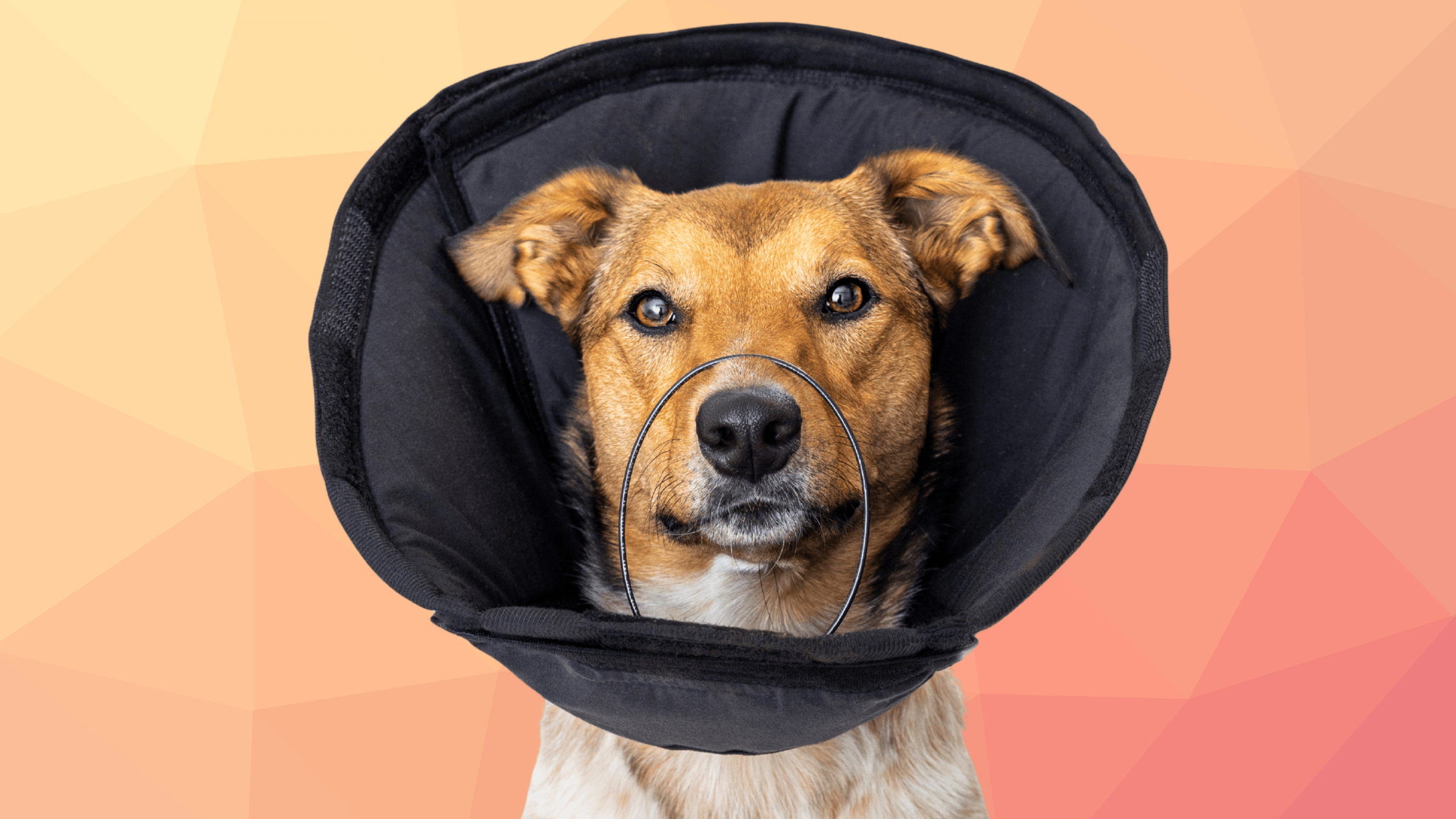 Mixed-breed dog wearing a soft black recovery e-collar looking directly at the camera against a warm gradient background