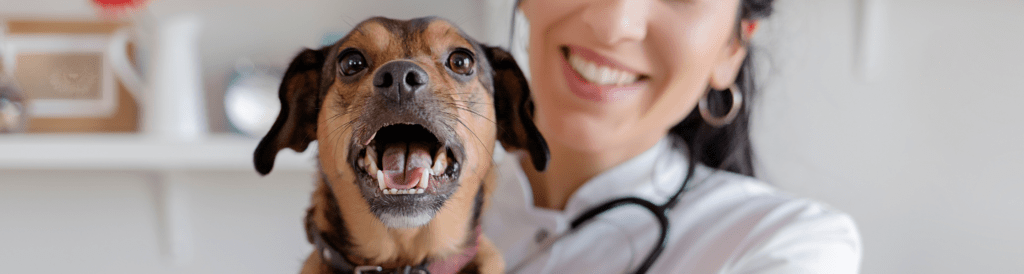 Smiling veterinarian holding a happy mixed-breed dog with mouth open during a dental health exam at a veterinary clinic