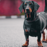 Why Is My Dog Limping on a Back Leg? What It Means When There’s No Pain 
